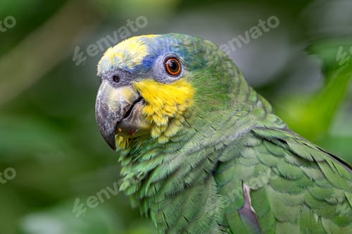 Preview: Orange-winged Amazon (Amazona amazonica). Parrot looking curiously at the camera