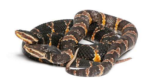 Preview: common cantil or Mexican moccasin - Agkistrodon bilineatus taylori, poisonous, white background