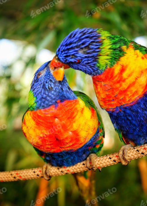 Preview: Lovebirds