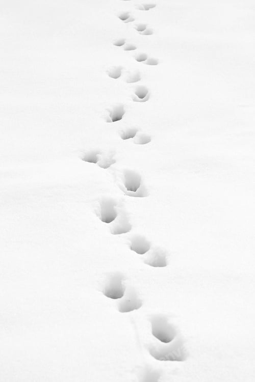 Preview: Footprints trough the snow