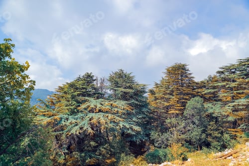 Preview: Fresh Cedars Forest in the Mountains of Lebanon