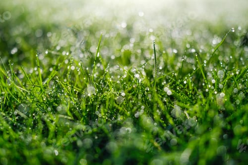 Preview: Grass in the dew during dawn. Nature. Bright sunlight. Wet plants in the forest