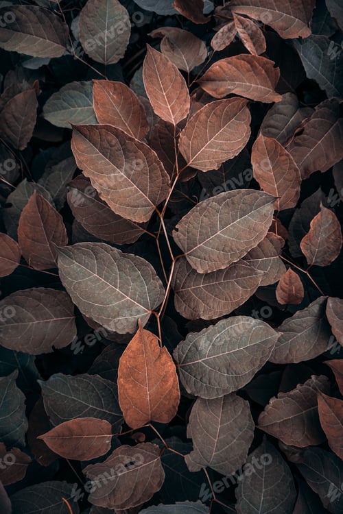 Preview: Gorgeous autumnal scene featuring a lush bush adorned with a variety of stunning brown leaves