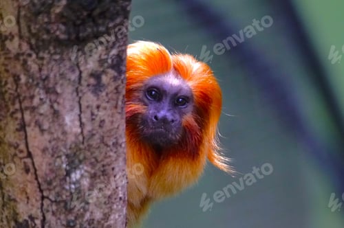 Preview: Golden lion tamarin with vibrant orange hair peeks behind a tree trunk