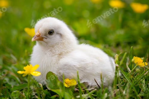 Preview: Young newborn chicken on green gras