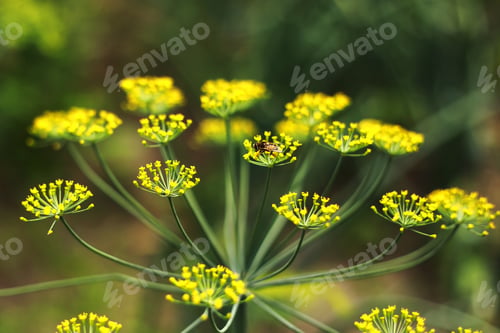 Preview: Yellow flowers of dill, Anethum graveolens. Close up. In the open ground in the garden grows
