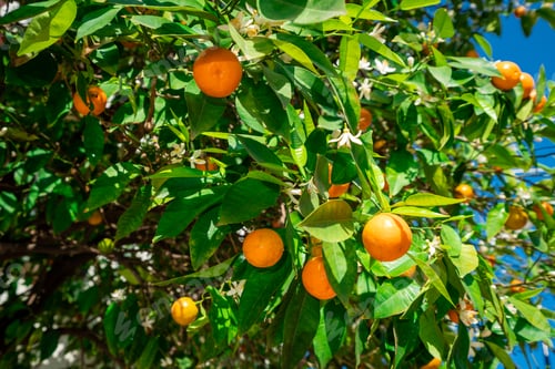 Preview: clementines ripening on tree against blue sky. Tangerine tree. Oranges on a citrus tree