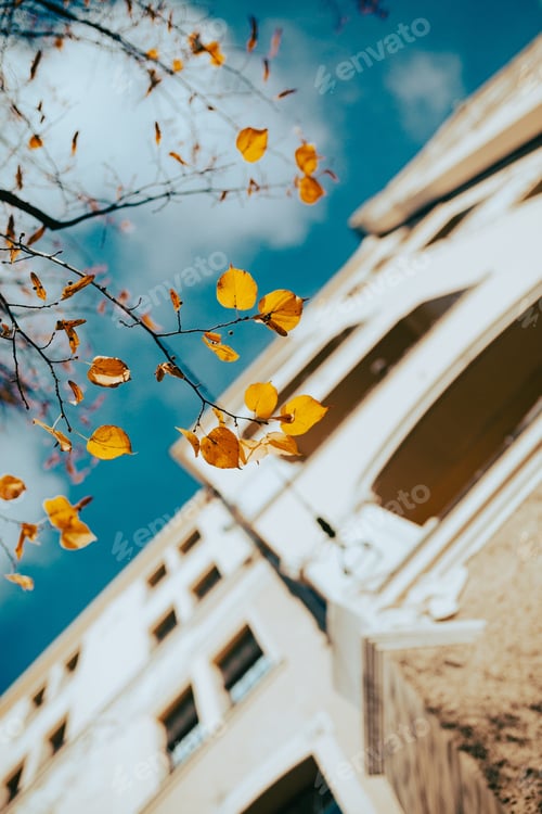 Preview: Low-angle vertical shot of the yellow autumn leaves with building against a blue sky