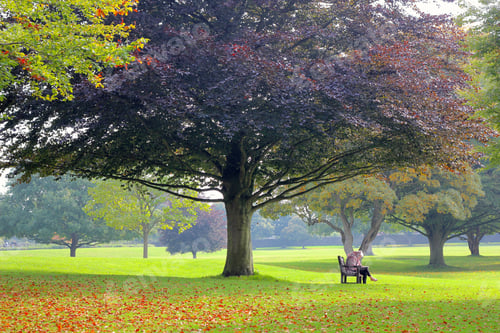 Preview: People on bench sitting under tree in beautiful peaceful park