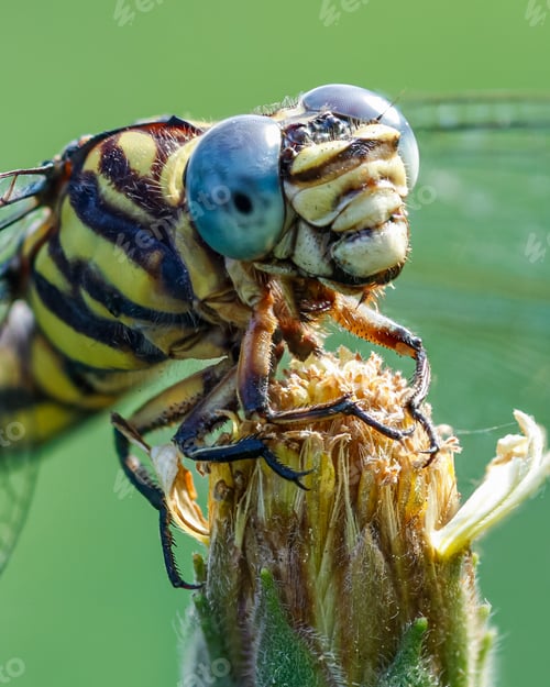 Preview: dragonfly