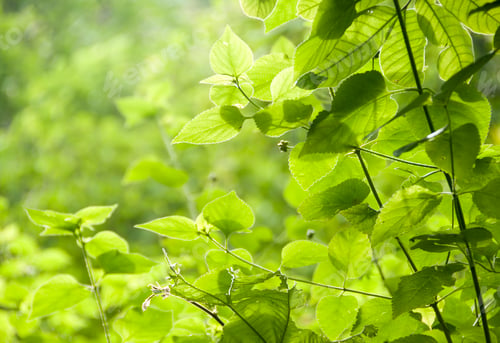 Preview: Natural background of green leaves