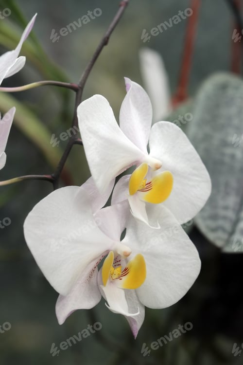Preview: White Orchid Close Up with Yellow Center