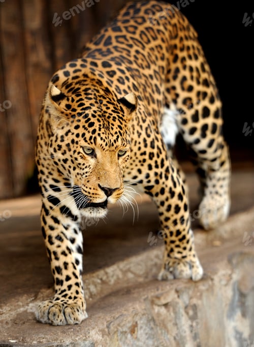 Preview: Leopard