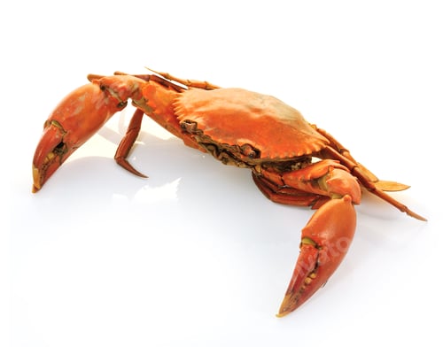 Preview: crab