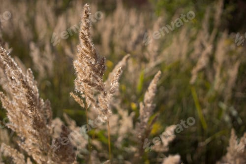 Preview: Fluffy Wild Flower Plants beautiful picture on your desktop