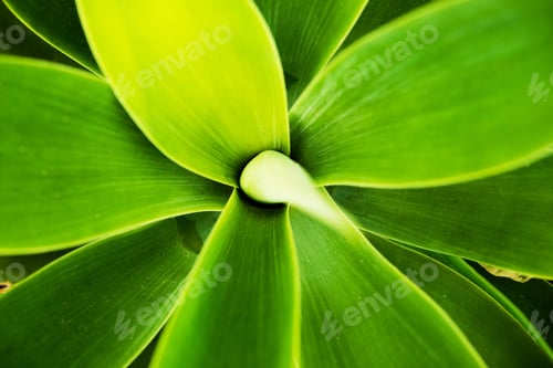 Preview: Cactus Macro Background