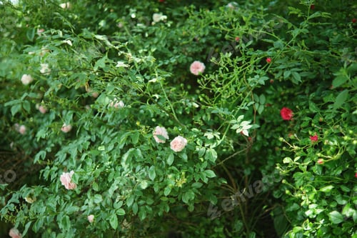 Preview: Dense thickets of flowering rose bushes in the garden. Pink and red roses.