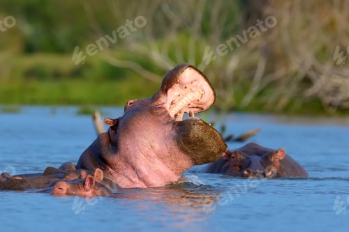 Preview: Hippo in the water