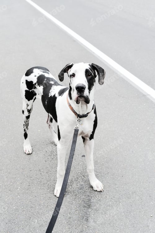 Preview: Cute great dane puppy on leash on street in black and white