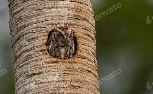 Preview: Eastern Screech Owl in Southern Florida