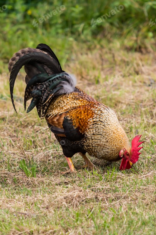 Preview: Rooster in search of food in organic farming in land