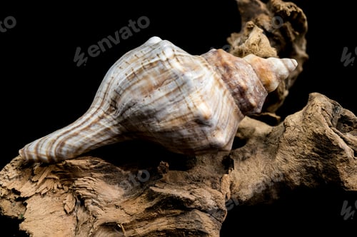 Preview: Elegant Conch Shell on Driftwood with Black Background