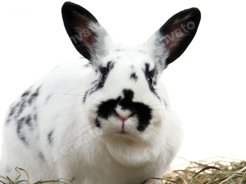 Preview: Rabbit