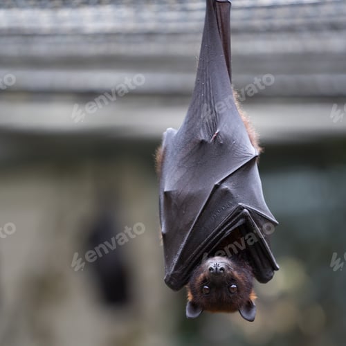 Preview: Closeup of a brown bat looking at the camera with a blurry background