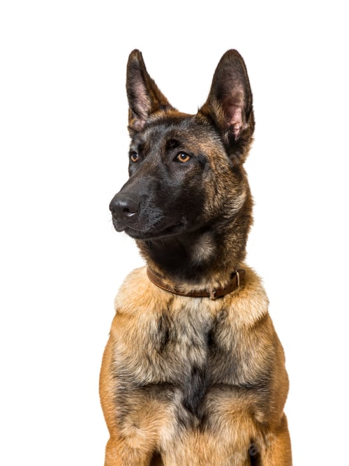 Preview: Malinois sitting against white background