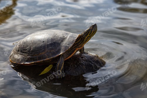 Preview: Turtle swimming in the pond during a sunny day