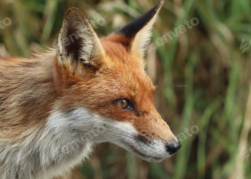 Preview: fox, wildlife, nature, fur, animal, mammal, wild, red, red fox, dog, portrait, cute, vixen, hunter,