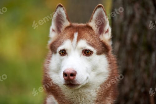 Preview: Lovely Siberian Husky dog portrait close up, young female Siberian Husky, Husky dog muzzle sled dog