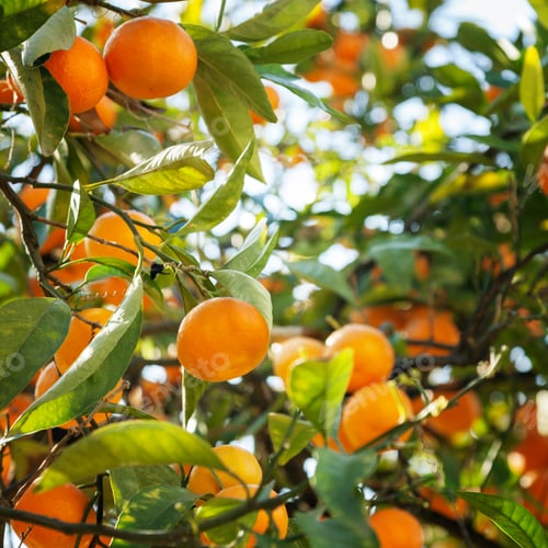 Preview: Ripe tangerines in the green foliage