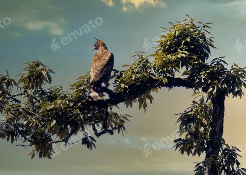Preview: On the perch in the eve