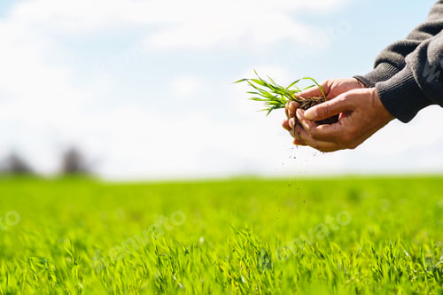 Preview: Young Green wheat seedlings in the hands of a farmer. Agronomist checks and explores sprouts of rye.