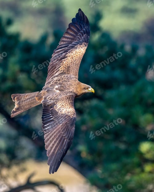 Preview: Closeup of a black kite in flight with a blurry background