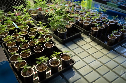 Preview: Marijuana, hemp or cannabis plant leaves farm lab. Organic product in laboratory. Medical Food.Ganja