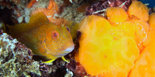 Preview: Ringneck Blenny, Cabo Cope Puntas del Calnegre Regional Park, Spain