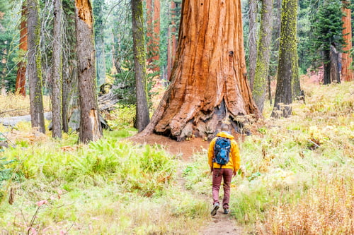 Preview: Tourist With Backpack Hiking In Sequoia National Park. California, United States.