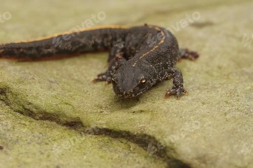 Preview: Closeup on a juvenile Balkan crested newt, Triturus ivanbureschi sitting on a stone