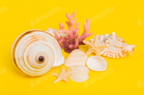 Preview: Beach seashells on colored background. Mock up with copy space