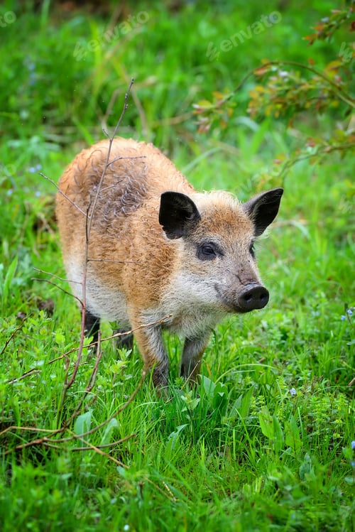 Preview: Young wild boar in the spring forest