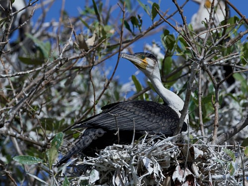 Preview: White-breasted cormorant (Phalacrocorax lucidus)