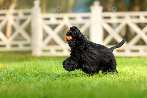 Preview: Playful Black Cocker Spaniel Puppy with Orange Ball on Lawn