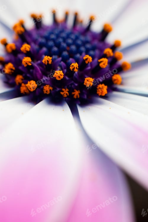 Preview: Marguerite flower