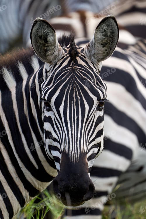 Preview: Beauty zebra looking at camera in the wild savannah