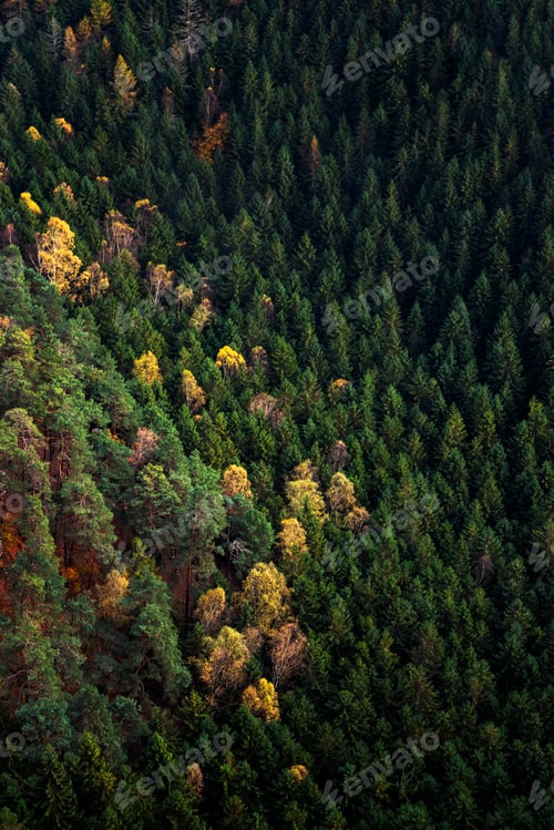 Preview: Forest landscape of Bohemian Switzerland national park, Czech Republic