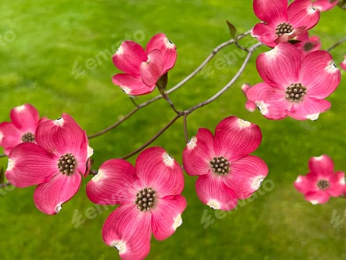 Preview: Closeup shot of blooming Cornus florida tree with pink flowers