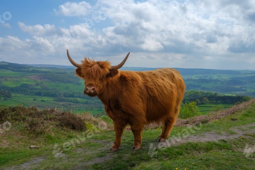Preview: female scottish highland cattle