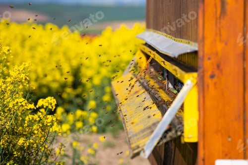 Preview: Beehive boxes for beekeeping and honey collecting in blooming canola field